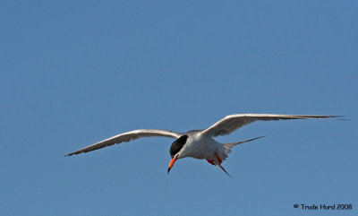 least_tern_nesting_colony