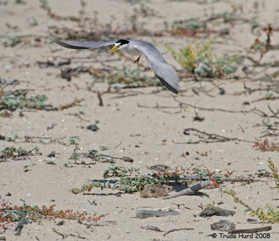 Chicks repsond to their parents high-pitched calls. This chick below belongs to another tern.