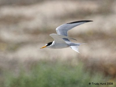 California Least Terns are only present in California from April to August to breed