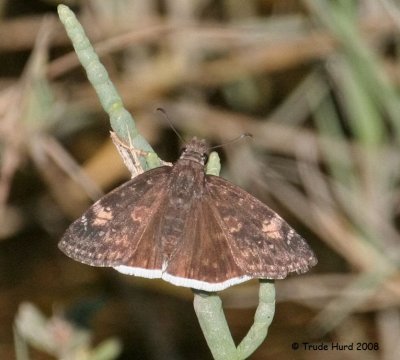 Funereal and Mournful Duskywings are very similar. Look for the brown patch on the forewing!