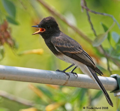 Black Phoebe juvenile (notice brown edges to covert feathers)