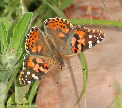 Painted Lady (notice white bar on leading forewing)