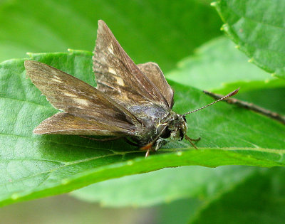 Dun Skipper