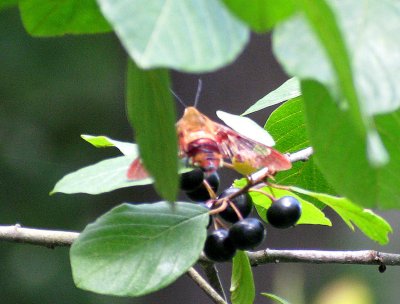Hummingbird Clearwing Moth