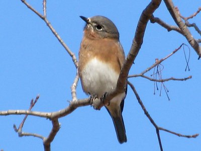 Female Eastern Bluebird