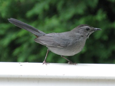 Gray Catbird