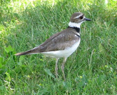 Kildeer