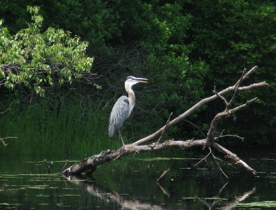 Great Blue Heron on Log