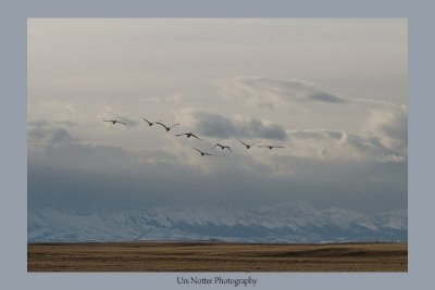 Swans heading towards the Rocky Mountains IMG_7749_20080403_Resized.jpg