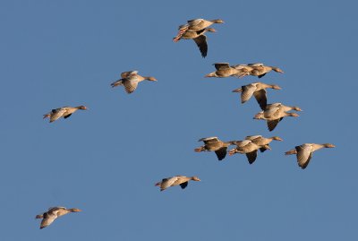 Birds