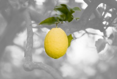 Citrus Limonium Risso w.jpg