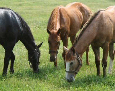horsetrio014 Medium Web view.jpg
