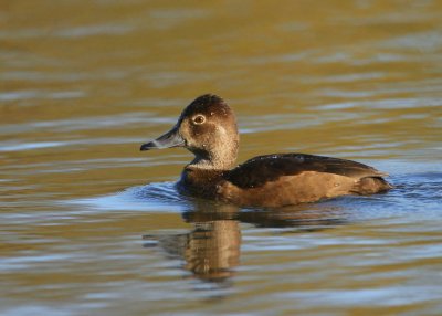 Ringed-neck Duck, adult female