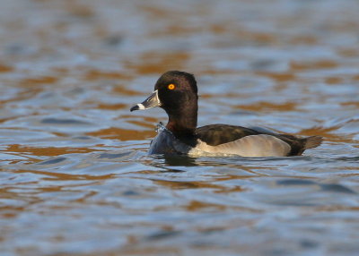 Ring-necked Duck, adult male