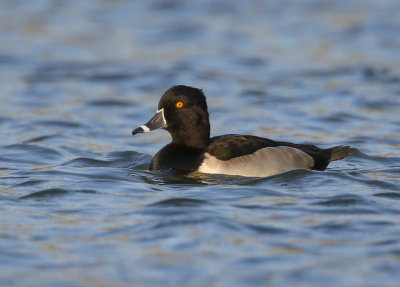 Ring-necked Duck, adult male