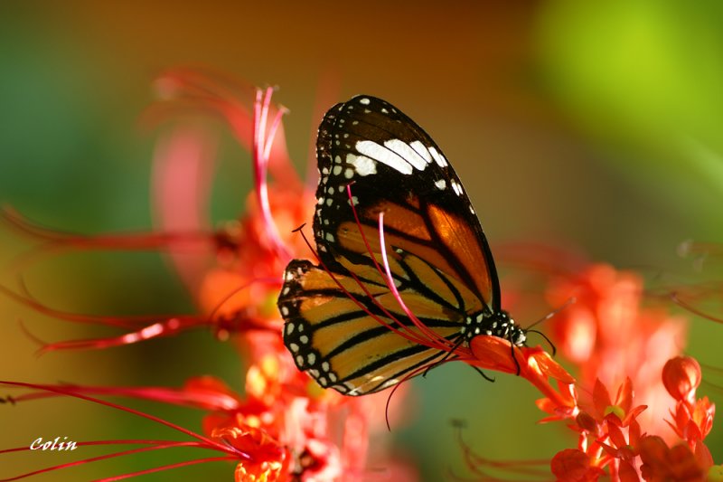 2906DSC04540.jpg