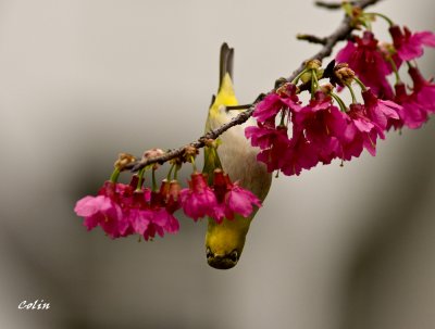 A39.jpg