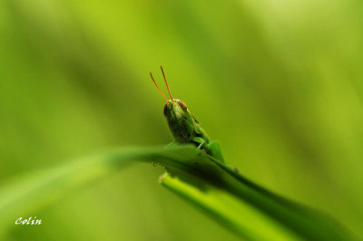 DSC02137v_f.jpg