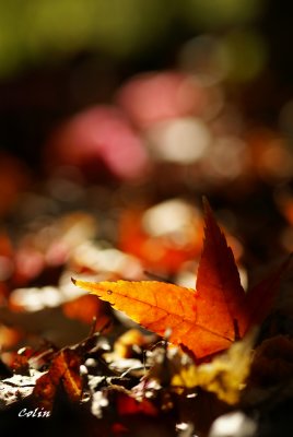DSC02767V.jpg