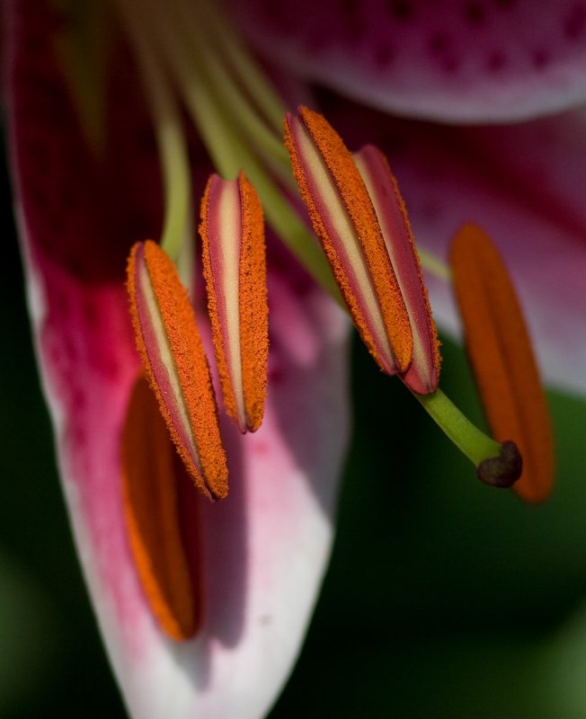 _MG_0089 Stargazer Stamens