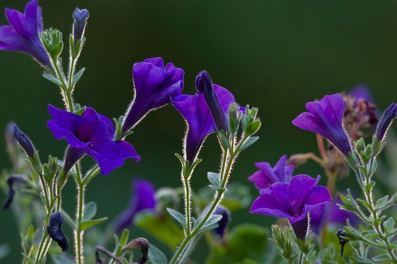 _MG_0099 Petunias at Sundown