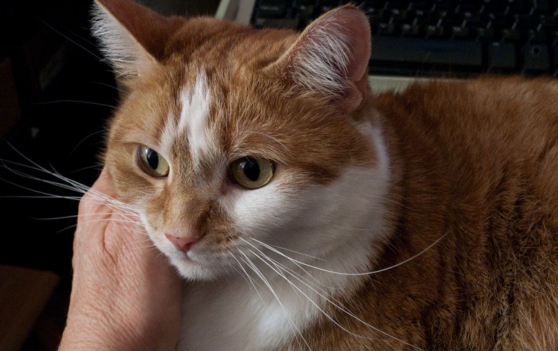 Camera Shy Lapcat