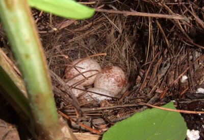 Carolina Wren Eggs