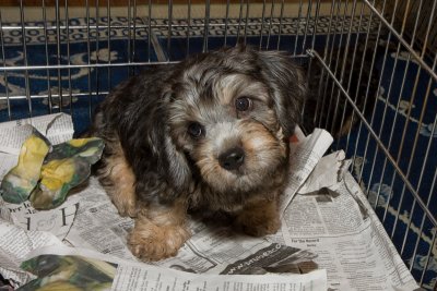 _MG_5354- Precious Dandie Dinmont Puppy. Disher