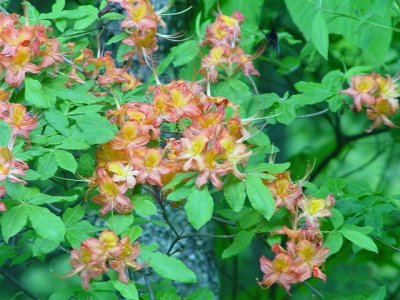 Flame Azalea