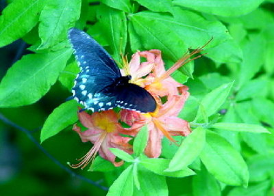 Flame Azalea with black swallowtail