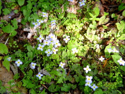 Bluets