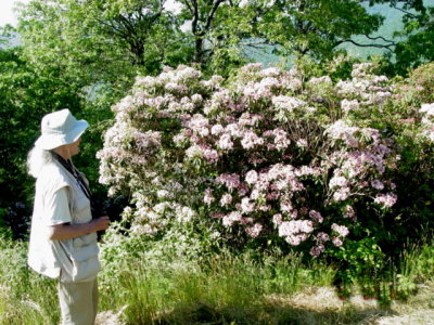Nancy and Mountain Laurel