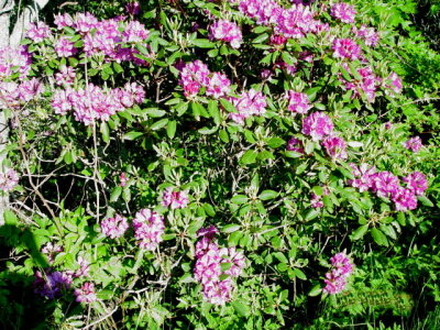 Blue Ridge Parkway 2008
