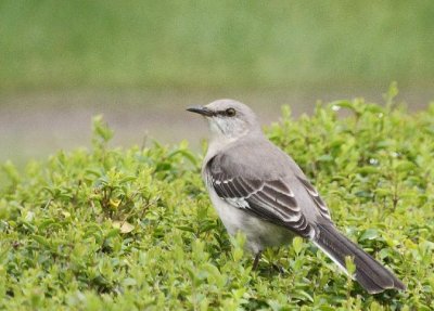 Northern Mockingbird