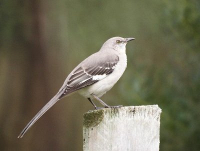 Northern Mockingbird