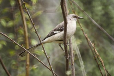 Northern Mockingbird