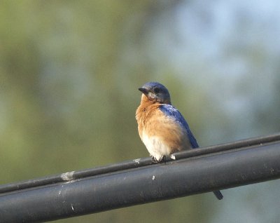 Eastern Bluebird