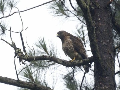 Broad-winged Hawk