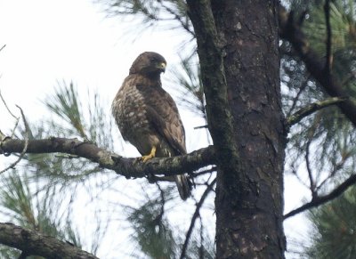 Broad-winged Hawk