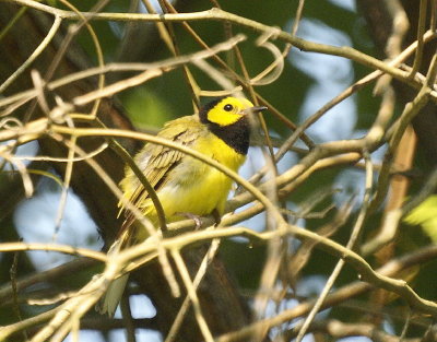 Birds at home 2008
