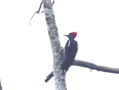 Liniated Woodpecker