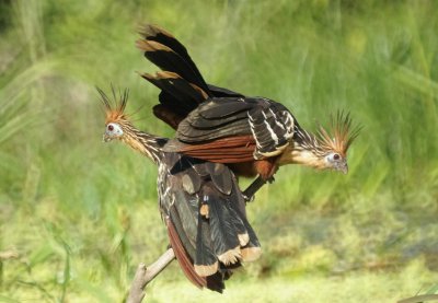 Birds &c of Peru