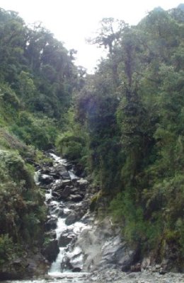 Stream in the cloud forest