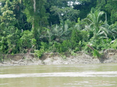 Jungle along the Rio Madre de Dios