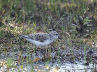 Semipalmated Sandpiper