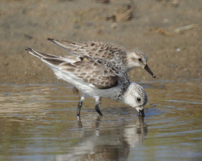 Semipalmated Sandpiper