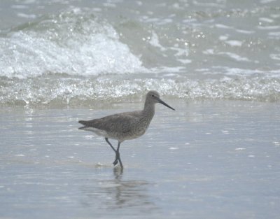 Willet