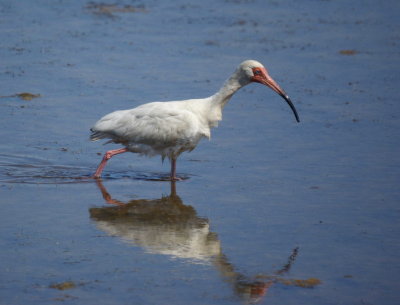 White Ibis