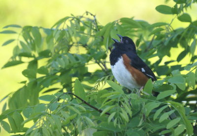 Eastern Towhee