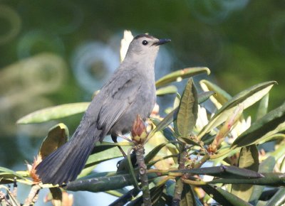 Gray Catbird